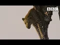 Download Film crew attacked by leopard | Spy in the Wild - BBC mp4 3gp mp3 videos - waplic