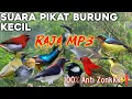 Rajanya Mp3 Pikat Burcil 100 % Ampuh Bangett❗
