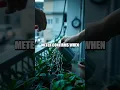 Download Lagu Balcony Lab The Gentle Science of Home Greenery