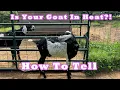 5 Ways to tell your goat is IN HEAT How to tell a goat is in heat and ready to breed Dairy Goats