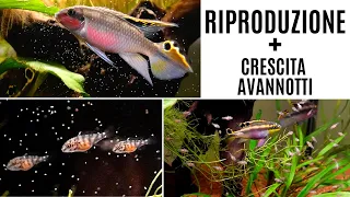 Download Riproduzione e crescita avannotti PELVICACROMIS PULCHER 🐠 MP3