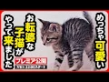 Download Lagu 【子猫 保護】めちゃくちゃ可愛い！おてんば子猫がやって来ました