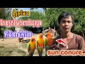 Lagu សត្វសេក sun conure ដ៏កម្របានហើរមករស់នៅជាមួយគ្រួសារខ្វះខាតនៅជើងភ្នំខ្មោច