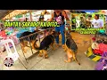 GSD PANGARAP NA GUARD DOG..  / NOV. 9 @GROTTO PET MARKET