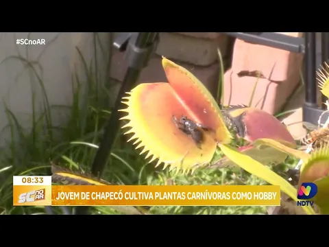 Adolescente de Chapecó cultiva plantas carnívoras e transforma hobby em fonte de renda