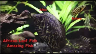 Download African Leaf Fish: Amazing fish MP3