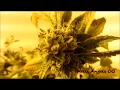 Hells OG