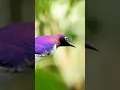 Burung violet-backed starling (Cinnyricinclus leucogaster)