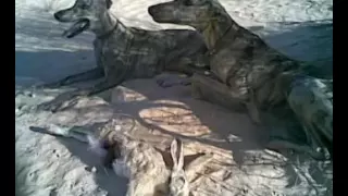 يا طير تراث الجنوب 