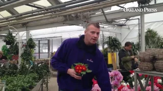 Bordine s has indoor plants to brighten your home as you get ready for the spring season says presi