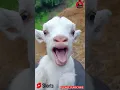 Download Lagu ANAK KAMBING JERIT. SANGAT COMEL DAN LAWAK