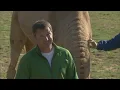 Wild Kratts - Promo 2010