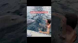 DID THIS DOLPHIN ENCOUNTER BECOME AGGRESSIVE?
