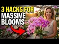 Why Your Orchid Has Lots of Leaves but No Flowers And How to Fix It
