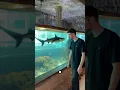 Download Lagu Eels \u0026 sharks inside Peru aquarium