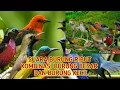 Download Lagu SUARA PIKAT SEMUA JENIS BURUNG | Suara burung ribut | kombinasi 100 burung! sudat terbukti hasilnya