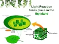 PHOTOSYNTHESIS - Lesson Plan for Remediation