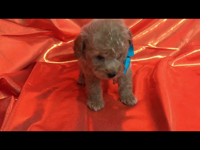 動画
