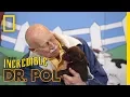Lots of Little Labs - Season 1 Episode 3 Barnyard Babies with Dr Pol