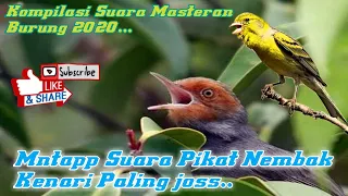 Download ||Kompilasi Suara Masteran Prenjak Nembak|| MP3