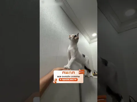 Командная работа. Кот пытается поймать жука