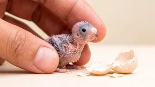 What Really Happens When Budgie Eggs Hatch