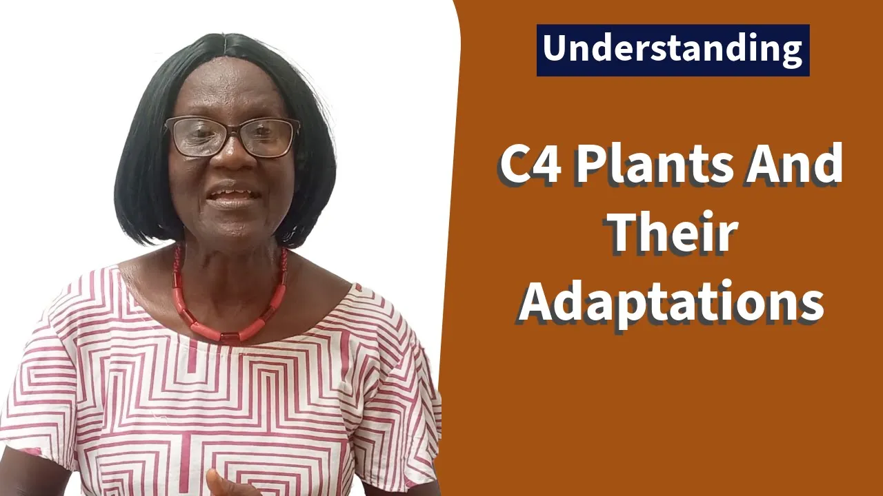 C4 Plants And Their Adaptations