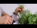 Download Lagu How to Harvest Dill