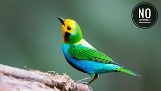 Bird Chirping Sound Effect II NO COPYRIGHT II Bird Chirping Only 5 Seconds  Bird Chirping Sound Effect II NO COPYRIGHT II Bird Chirping Only 5 Seconds