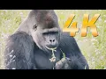 Download Lagu Funny Monkey Moments Caught on Camera! #wildlife