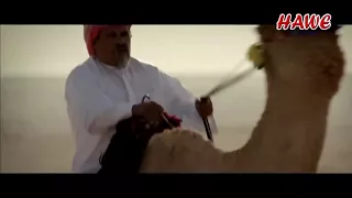 نويت مرباع الغظى سيد الأحباب لحامد الضبعان دندنها