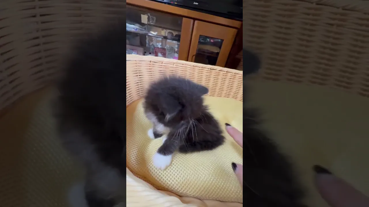 動画