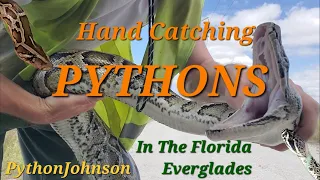 Python Hunting In The Florida Everglades - Ep 8