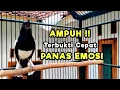 Download Lagu TERAPI KACER GACOR ISIAN ATASI KACER MACET BUNYI LANGSUNG NYAUT BUKOR EMOSI | AMPUH CEPAT PANAS