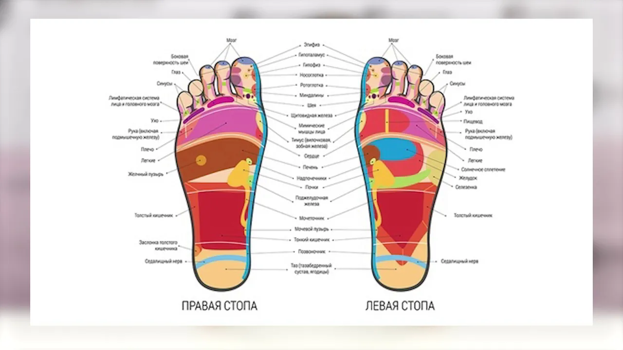 Схема точек на ногах. Рефлекторные зоны стоп схема. Рефлекторные зоны стопы схема. Рефлекторные точки стопы ног. Рефлексотерапия. Рефлекторные зоны стоп.