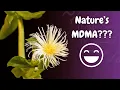 Kanna The Mood-Boosting Plant You ve Never Heard Of But Should