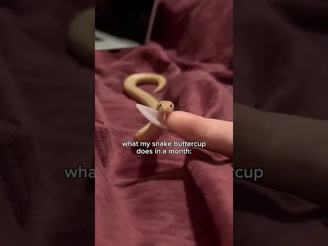 Buttercup is a VERY Busy Snake #pets #snake #animals #reptiles #cuteanimals