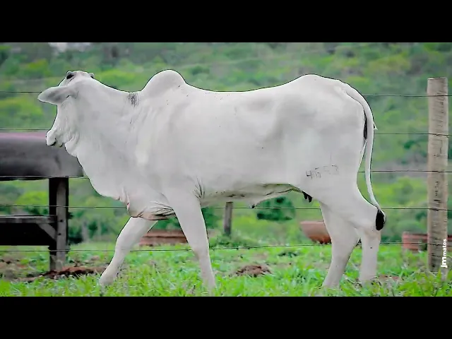 Novilha Nelore AFOM - 4653