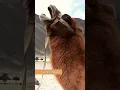Camel Sounds #shorts
