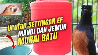 the secret of murai batu treatment for beginners starting from zero 
