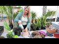 Planting in a pot with no drainage
