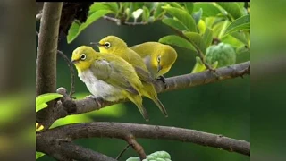 suara burung pleci ampuh buat pikat di hutan