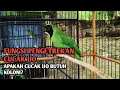 Download Lagu Fungsi cucak ijo di lakukan pengetrekan sodaraku