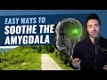 Download Lagu How to Calm the Amygdala in 3 Simple Ways