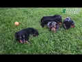 Adorable Miniature Dachshund Puppies