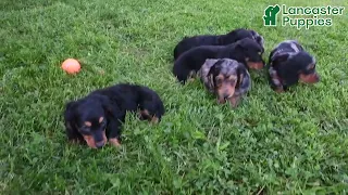 Adorable Miniature Dachshund Puppies