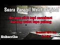 Download Lagu Suara panggil walet MP3 cepat menginap Original SPC 99