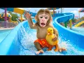 Download Lagu KIKI Monkey Play GIANT Water Slide and Take care of monkey with Ducklings | KUDO ANIMAL KIKI