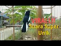 VIRALL!! Kacer Suara Super unik | by Sahabat Kicau