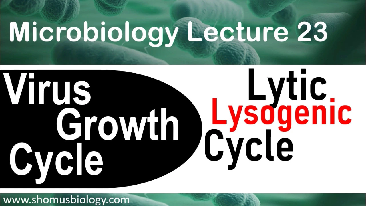 Lytic cycle and lysogenic cycle of bacteriophage | virology lecture 5